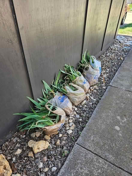 Photo of free Irises (North Denton (288 & 2164)) #1