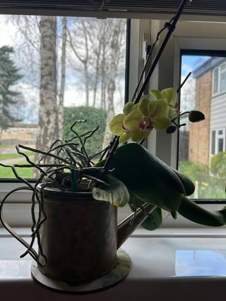 Photo of free Orchid (Hanworth RG12) #3