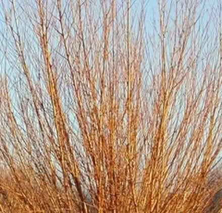 Photo of free Willow Cuttings (AB39) #1