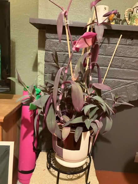 Photo of free Plant in pot 🌺 (Waddon) #1