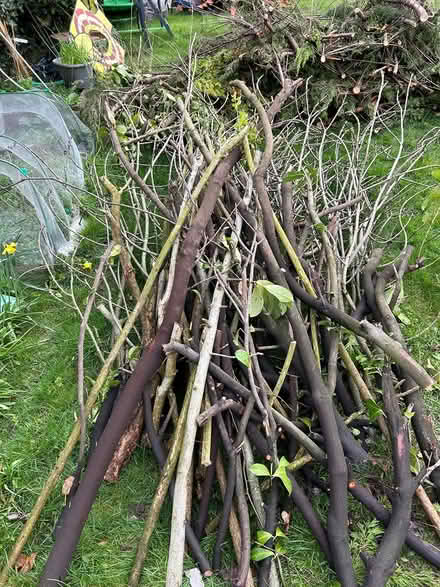 Photo of free Tree logs (BR2) #3