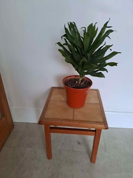 Photo of free Pot plant (Portchester PO16) #1