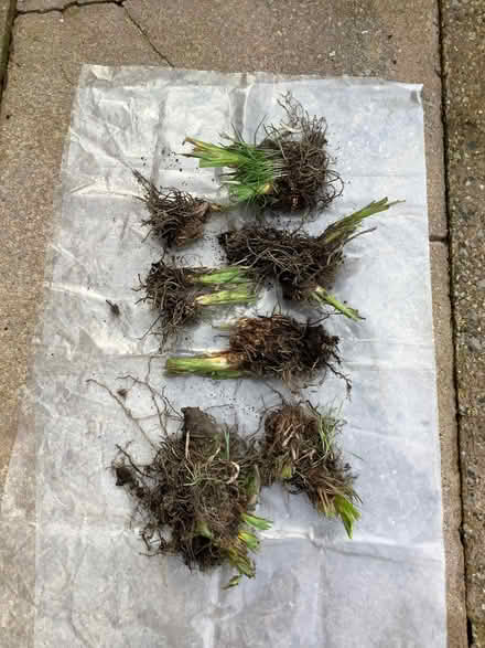 Photo of free Roots of Yellow Bearded Iris (Appleby-in-Westmorland CA16) #1