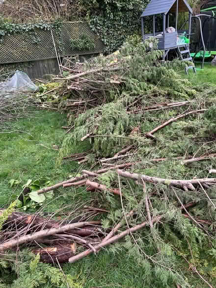 Photo of free Tree logs (BR2) #2