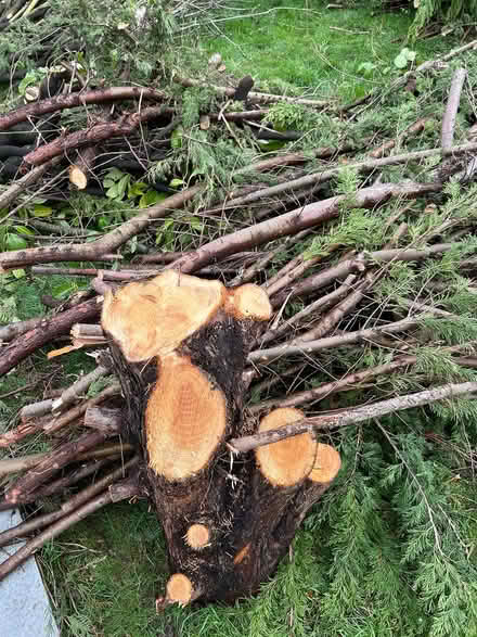 Photo of free Tree logs (BR2) #1