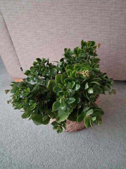 Photo of free Orchid (World's End RH15) #2