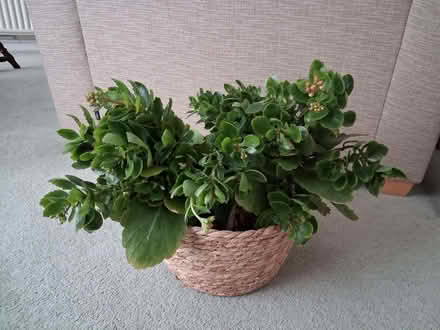 Photo of free Orchid (World's End RH15) #1