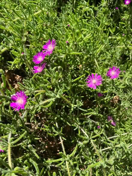 Photo of free pink icing ground cover (Lawrence/ El Camino Real) #1