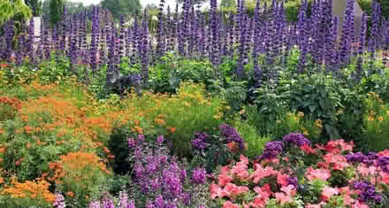 Photo of Cottage Garden Plants Cuttings Seeds (Nantlle LL54) #1