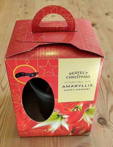 Photo of free Amaryllis bulb (Kings Heath B14) #1