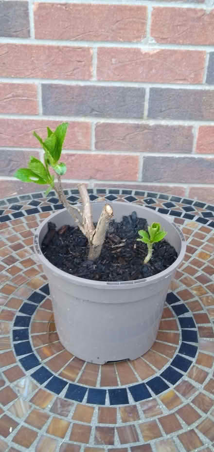 Photo of free Hydrangea cutting (Morley DE21) #1