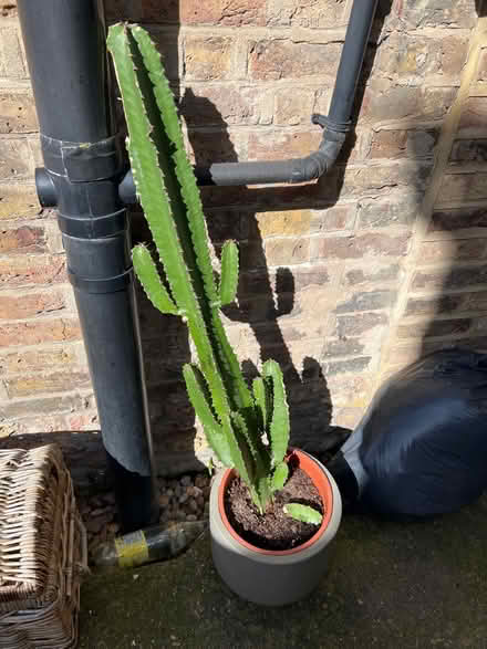 Photo of free Leaning cactus (Se20) #1