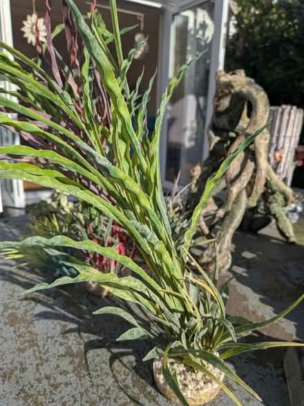 Photo of free Aquarium ornaments and plants (Balsall common CV7) #4