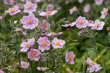 Photo of free Herbaceous perennial border plant: Pink Japanese Anemone (Clevedon BS21) #1