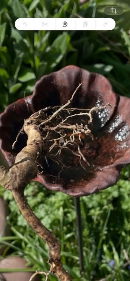 Photo of free Passion flower root (Welling DA16) #1
