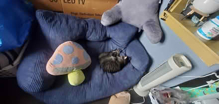 Photo of free Reading Pillow (Lawrence & Sheridan) #1