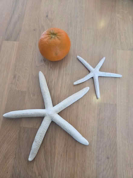 Photo of free Starfish (Letchworth) #1