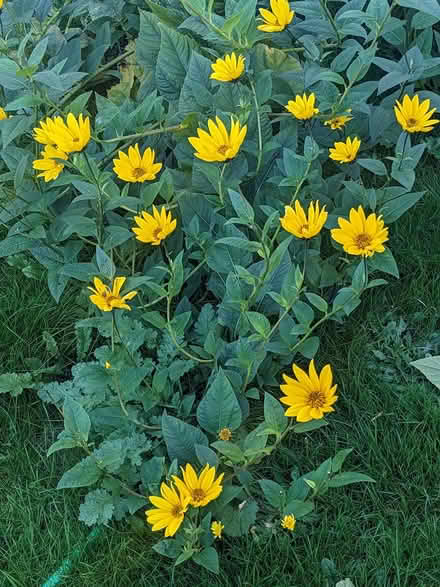 Photo of free Jerusalem Artichoke (Crewkerne) #2