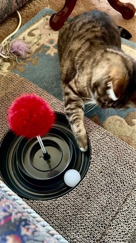 Photo of free Cat Toy With Scratching Pad Surround (Haywards Heath RH16) #1