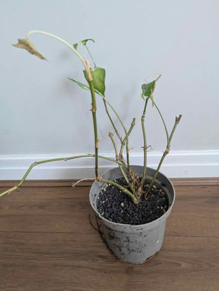 Photo of free House plant (Rawdon LS19) #1