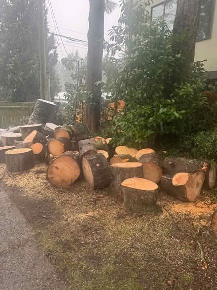 Photo of free Wood rounds (Shoreline) #2