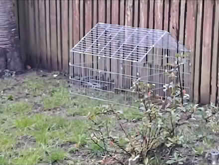 Photo of free Outdoor cage / indoor for pets (S137TR) #1