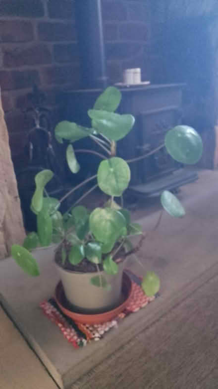 Photo of free Houseplant (Freehold LA1) #1