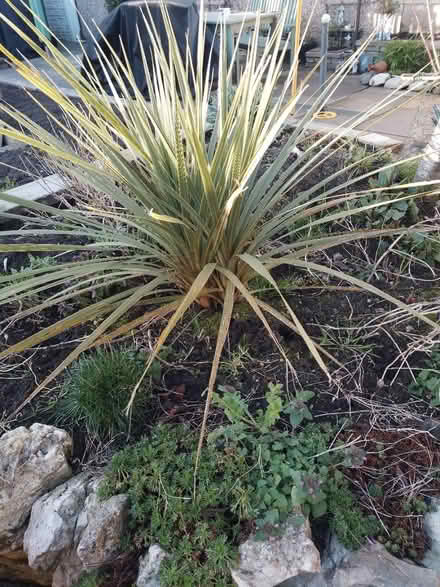 Photo of free Cordyline (Marshside PR9) #2