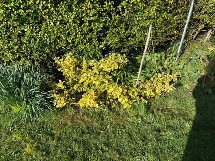 Photo of free Variegated euonymus (Eastbourne BN20) #1