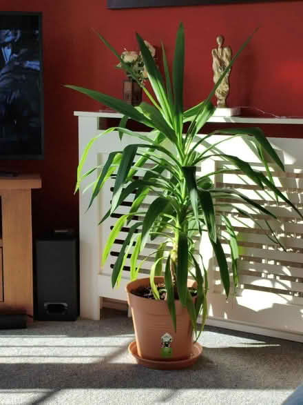 Photo of free Foster Parent - Yucca (Grace Mount EH16) #1