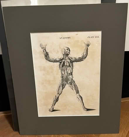 Photo of free Anatomical drawing (Holland Park W11) #1