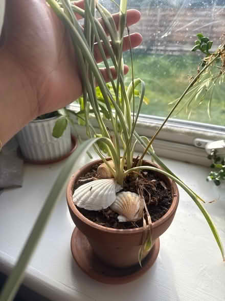 Photo of free Spider plants (Drylaw EH4) #1