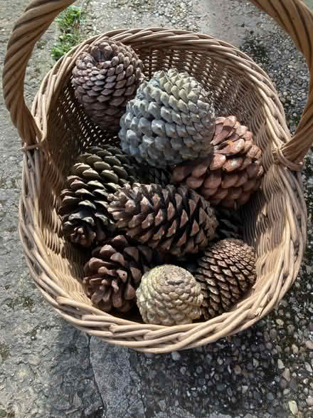 Photo of free Bunch of pinecones (Greenhill S8) #1