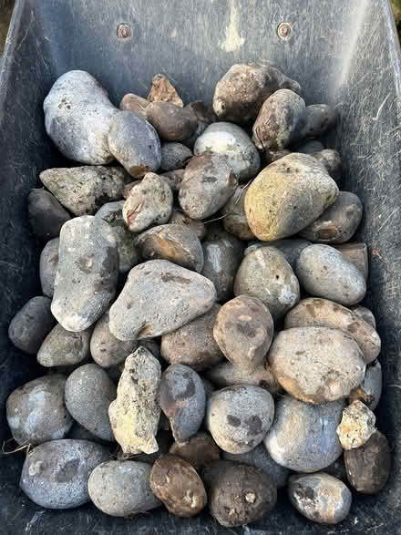 Photo of free Mixed River Cobbles (East Chesterton, Cambridge) #3