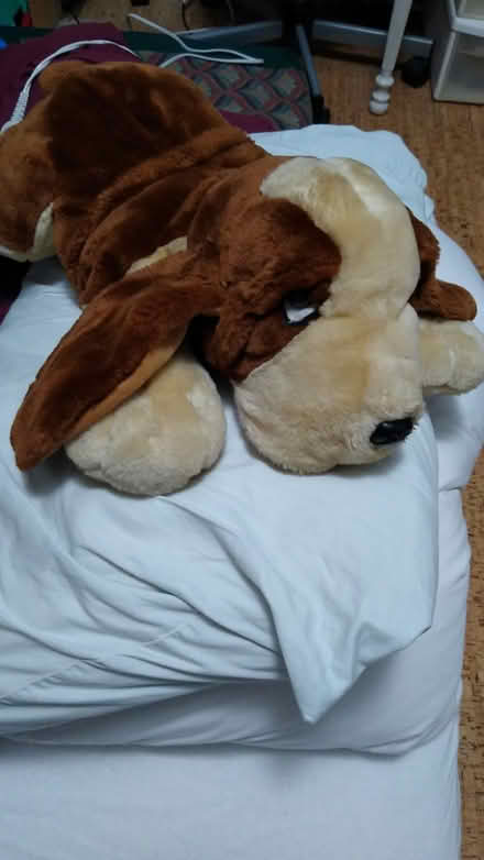 Photo of free plush animal- dog (Albany) #1