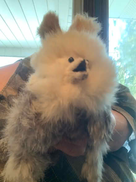 Photo of free new friend (South Brampton) #1