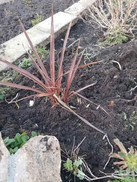 Photo of free Cordyline (Marshside PR9) #1