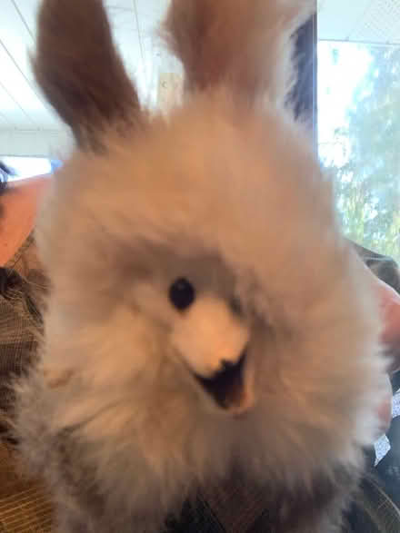 Photo of free new friend (South Brampton) #2