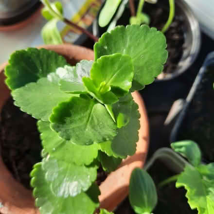 Photo of free Kalanchoe (Southport PR9) #1