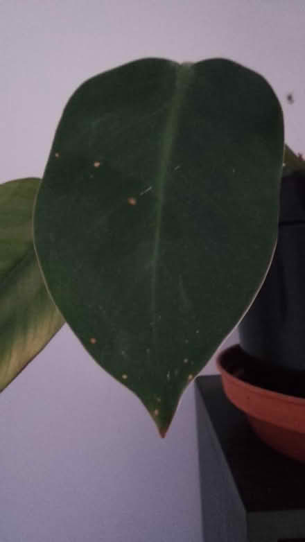 Photo of free Houseplant (Freehold LA1) #2