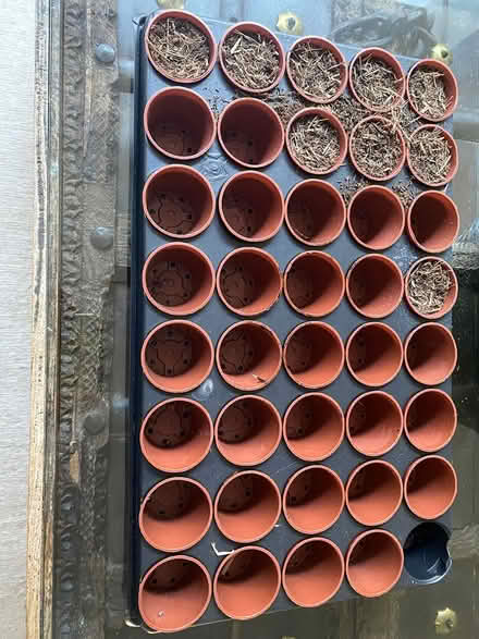 Photo of free Seed starter kit (Chiswick) #3