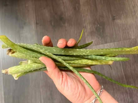 Photo of free Aloe leaves (Arlington, VA) #1