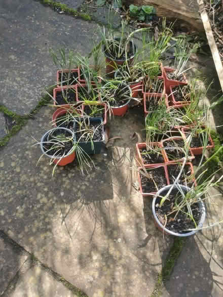 Photo of free Saffron bulb plants (Sutton Coldfield B74) #1