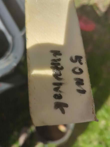 Photo of free 50mm wall/roof insulation (Totnes) #2