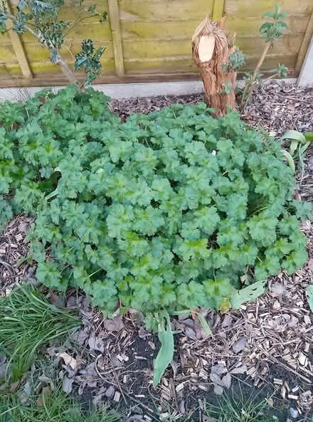 Photo of free Geranium plant (Ip2) #1