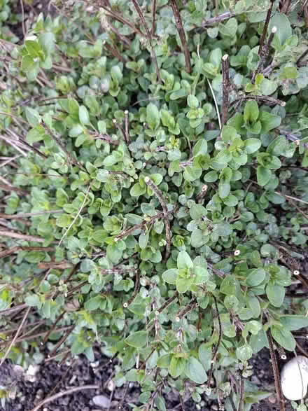Photo of free Oregano (Panshanger AL7) #1