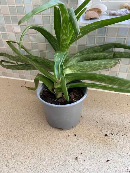Photo of free Aloe Vera (Locks Heath SO31) #1