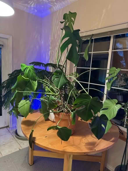Photo of free Monstera in Terra Cotta Pot (Lafayette) #1