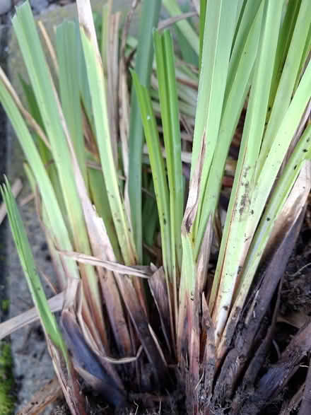 Photo of free Ornamental Grass (lifted into clumps)clumps (Panshanger AL7) #2