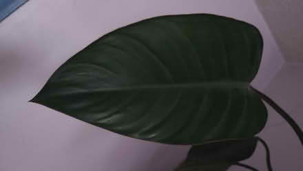 Photo of free Houseplant (Freehold LA1) #3